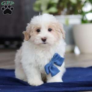 Ace, Maltipoo Puppy
